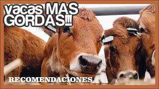 🔴 🐮ENGORDAR ganado RÁPIDO y BARATO [upl. by Atinhoj]