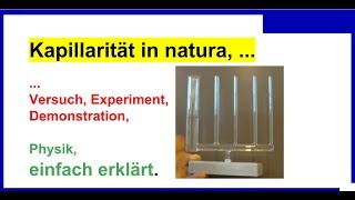 Kapillarität in natura Versuch Experiment Demonstration Physik [upl. by Kcirad666]