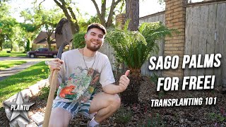 Get Sago Palms For Free Transplanting Care Tips and Propagation How To amp Tutorial Cycas revoluta [upl. by Yanrahc]