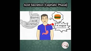 🍔 GASTRIC ACID SECRETION CEPHALIC PHASE [upl. by Atreb]