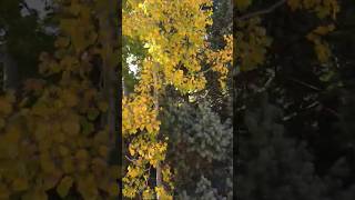 Quaking aspen trees sound only Aspen trees make [upl. by Bisset327]