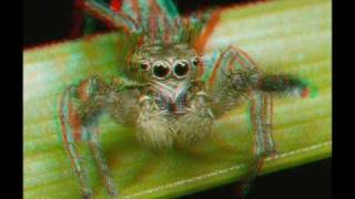 3D Anaglyph of Insects [upl. by Akoyin]