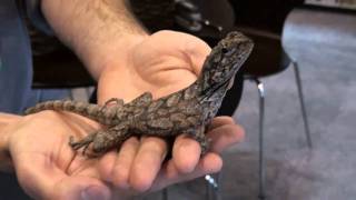 Buy Frilled Dragon Lizards  For Sale with Same Day Shipping [upl. by Lekcar552]