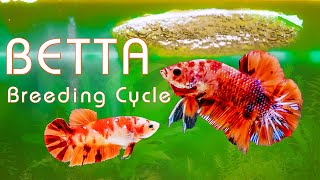 How to breed Betta fish with easy step  The Complete Betta Fish Life Cycle in 4 Minutes [upl. by Voccola]