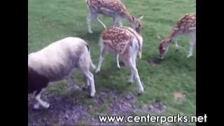 Center Parcs  36  Park de Haan  visite de Plopsaland et ses animaux [upl. by Lrem]