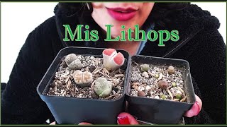 Mis Lithops [upl. by Beatrice]