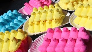 Matt Stonie Eats 255 Peeps in 5 Minutes World Record [upl. by Yeslaehc]