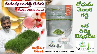 What is Wheatgrass Powder amp its Benefits  Neutralise Naturals  Wheatgrass Products amp Juice [upl. by Naginarb140]