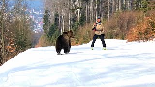 Skiing with the bear on the slope  9 Martie 2021 Partia Cocosul Predeal Romania by Mister Fox [upl. by Osnerol]