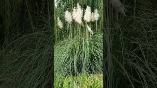 Cortaderia selloana commonly known as the pampas grass floweringplant naturesbeauty [upl. by Strenta]