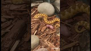 Venomous snake feedings snakes venomoussnakes reptiles snake reptile rattlesnake [upl. by Marjory]