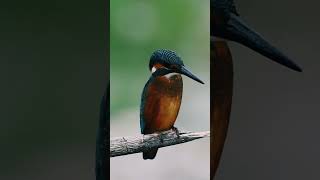 Birds World motivation nature birds wildbirds wildlife [upl. by Marlow]