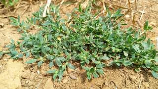 Enchanting Flora Common Knotgrass in Cotswolds Bliss [upl. by Hornstein]