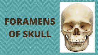 FORAMENS OF SKULL  ANATOMY [upl. by Elfrida]