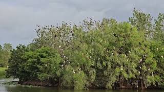 Egrets on labour day 2024 [upl. by Einhorn768]