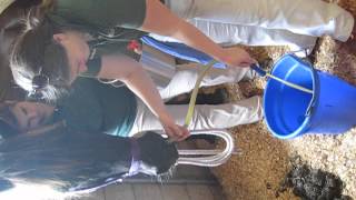 Equine Nasogastric Intubation [upl. by Opportina]