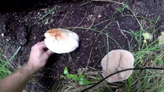 Pluteus Cervinus mushrooms aka pink bottoms deer mushroom fawn mushroom [upl. by Toffey]