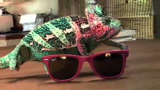 Super Chameleon  Ray Ban sunglasses YouTube [upl. by Ave108]