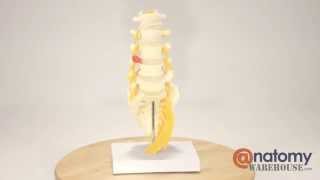 5 Piece Vertebral Column Anatomy Model With Sacrum by AnatomyWarehousecom [upl. by Safoelc]