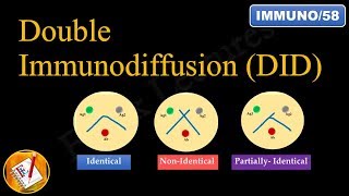 Double immunodiffusion Ouchterlony Double Diffusion FLImmuno58 [upl. by Meekyh]