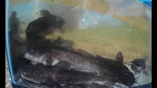 What species of Bullhead Catfish is this Black or Brown [upl. by Kynan363]