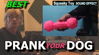 Sounds Dogs Love Most Collection prankyourdog squeaky [upl. by Bertelli717]