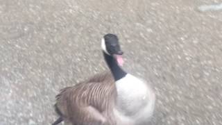 most unfriendly canadians ever  when geese attack Kobra Chicken Attack [upl. by Adnahs]