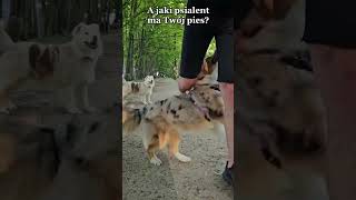 Talented Australian Shepherd Performs Various Tricks  1516426 [upl. by Lednew]