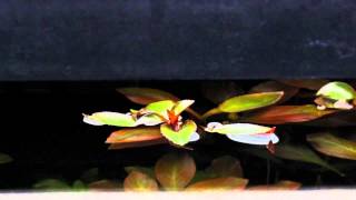 Emersed Ludwigia Repens [upl. by Rasaec]