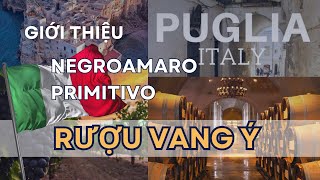 Khám Phá Sự Đặc Biệt của Giống Nho Negroamaro và Primitivo  Tinh Hoa Rượu Vang Ý  Avino Wines [upl. by Vrablik]