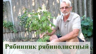 Рябинник рябинолистный  работа над ошибками [upl. by Rhea]