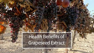 Grapeseed Extract [upl. by Jonis]