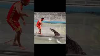 Dont do this with alligators👀☠️facts shorts animal [upl. by Jovi]