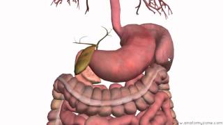 Introduction to the Digestive System Part 3  Intestines and Beyond  3D Anatomy Tutorial [upl. by Aruabea]