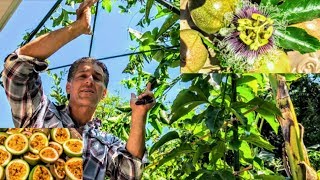 Passion Fruit Vine Frederick  Old vs New Trellis Systems  Nutritional Value  Propagation [upl. by Osicnarf]