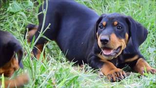 Transylvanian Hounds  ERDÉLYI KOPÓ puppies [upl. by Durer]