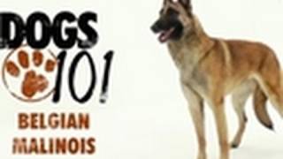 Dogs 101  Belgian Malinois [upl. by Laemsi]