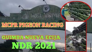 MCPR PIGEON RACING  RELEASE AT GUIMBA NUEVA EJICA 2021 [upl. by Levin755]