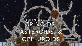 Echinodermata crinoids asteroids amp ophiuroids [upl. by Nelyk]