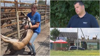 Žiauraus elgesio su gyvūnais skandalas Klaipėdos zoologijos sode VMVT tai vadina natūralia atranka [upl. by Aninahs]