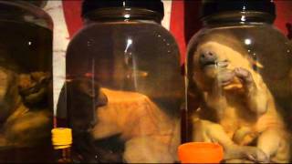 Freak Deformed Animal Private Collection Tourwmv [upl. by Thordia651]