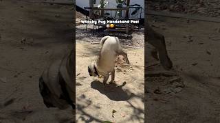 The Funniest Pug Handstand EVER [upl. by Rosemarie]