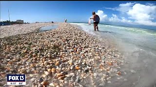 Lido Beach covered with rare shells [upl. by Ttcos]