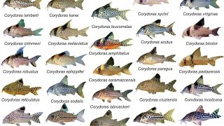 Corydoras ID Compilations part1 Awesome Cory Catfish For Aquarium Corydoras Collection Rare Cory [upl. by Henrique531]