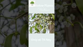 Real Mistletoe Plants  TN Nursery [upl. by Divd102]