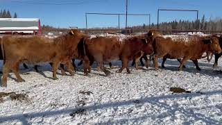 Selling by Unreserved Online Auction  13 Red SimmentalAngus 4th Calf Bred Cows 22CA0803016 [upl. by Atsugua]