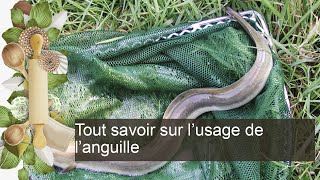 Tout savoir sur lusage de l’anguille [upl. by Nawak624]