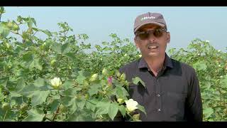 Rivulis Drip Irrigation in cotton  Hindi  Gujarat  Rivulis Irrigation India Pvt Ltd [upl. by Llenreb456]