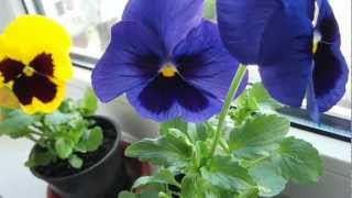 heartsease viola tricolor panseluta  yellow blue and red [upl. by Gwenora]