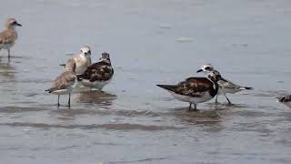 Ruddy turnstone with Tibetan sand plover ruddyturnstone birdwatchingbyranjit [upl. by Conni]